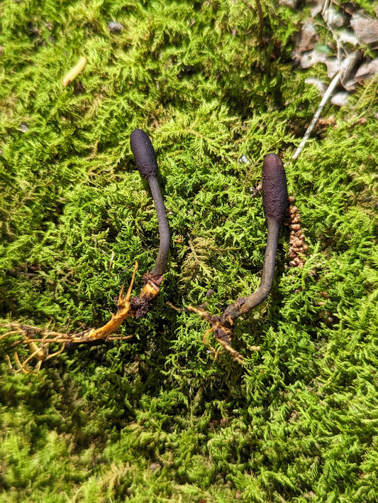 Golden Thread Cordyceps Tolypocladium Elaphocordyceps ophioglossoides