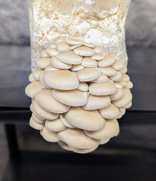 Pearl Oyster Pleurotus ostreatus
