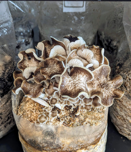 Porcelain Mushroom Oudemansiella crassifolia