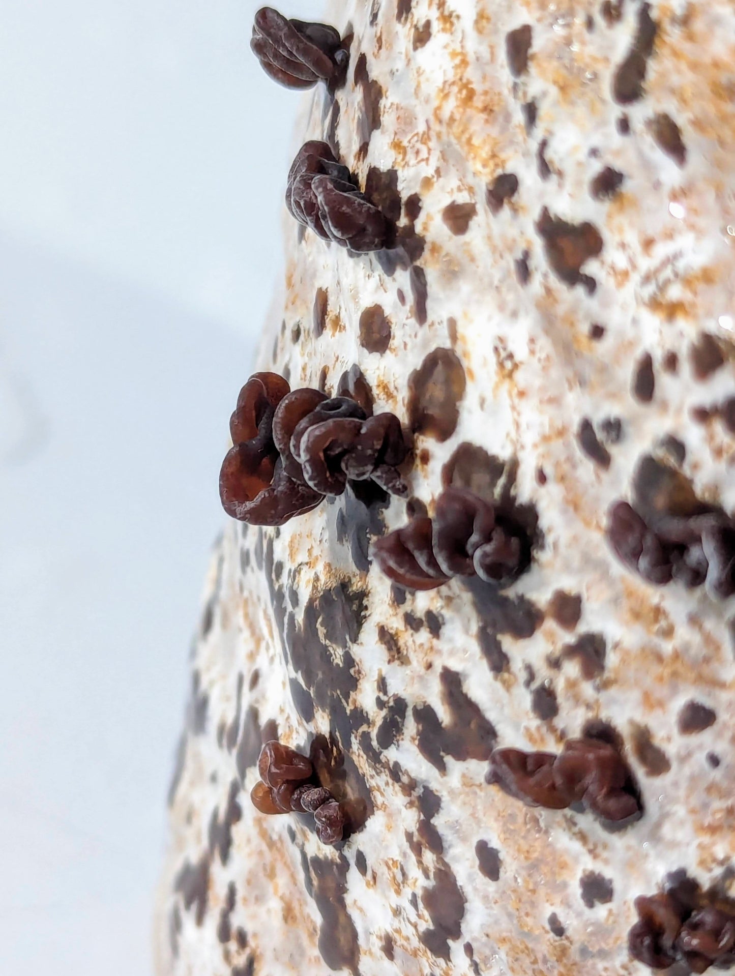 Amber Jelly Roll Mushroom Exidia crenata