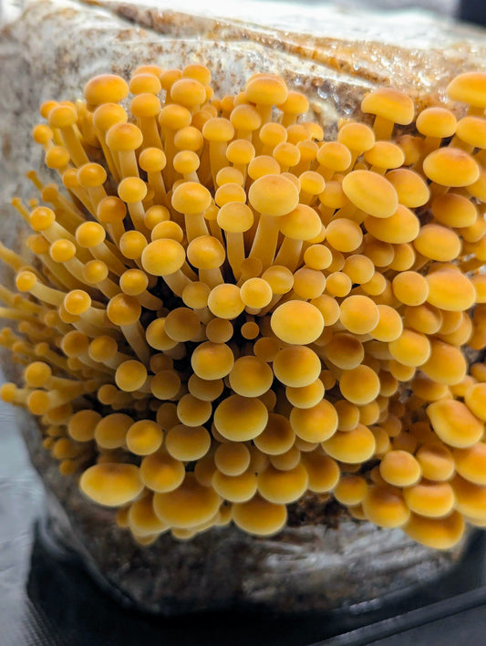 Golden Enoki Mushroom Heat Tolerant Strain Flammulina velutipes