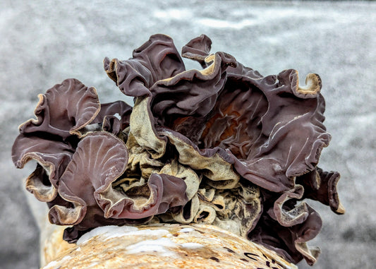 Cloud Ear Mushroom Auricularia polytricha