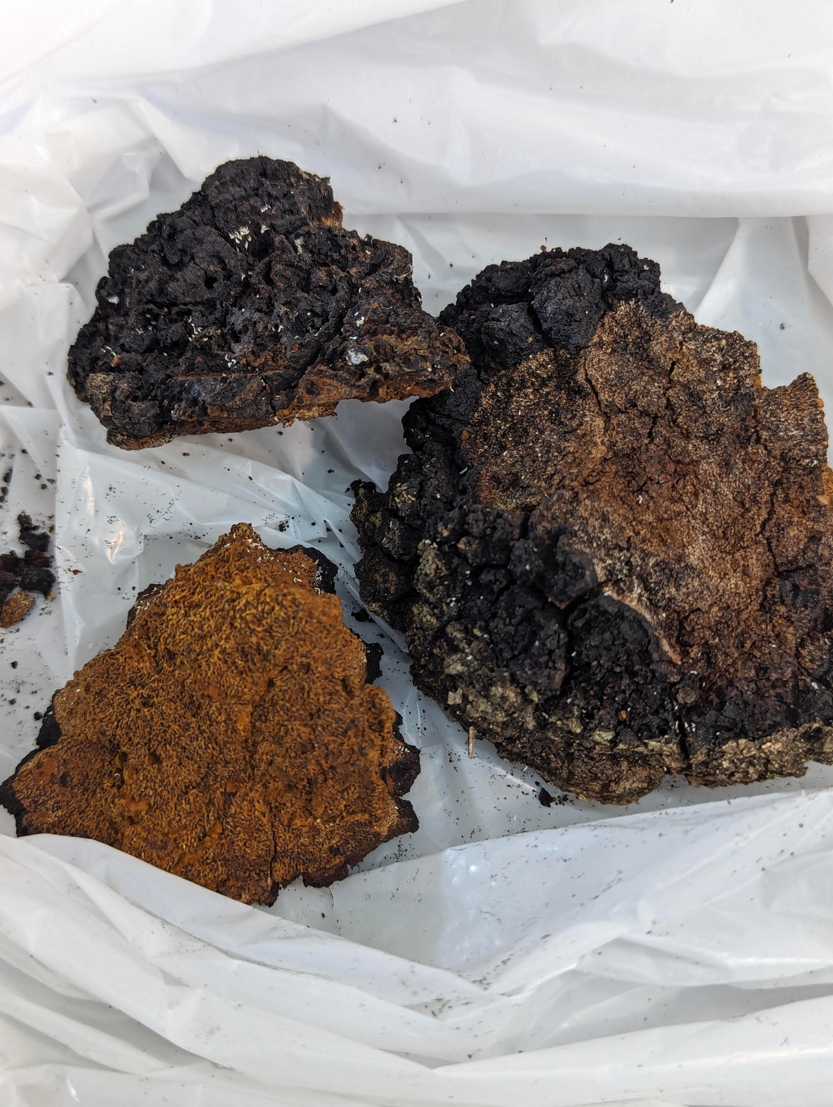 Phellinus everhartii SLANT