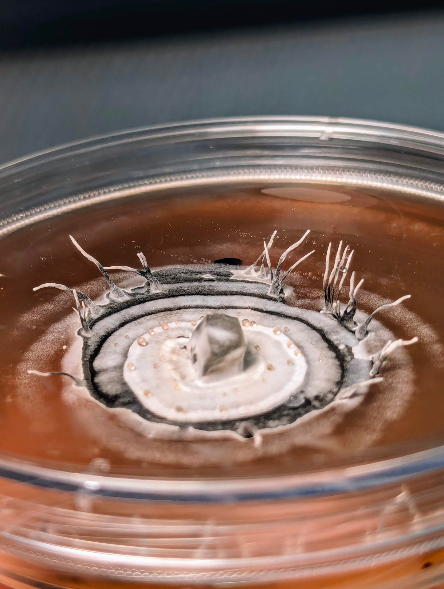 Dead Man's Hand Xylaria cornu-damae