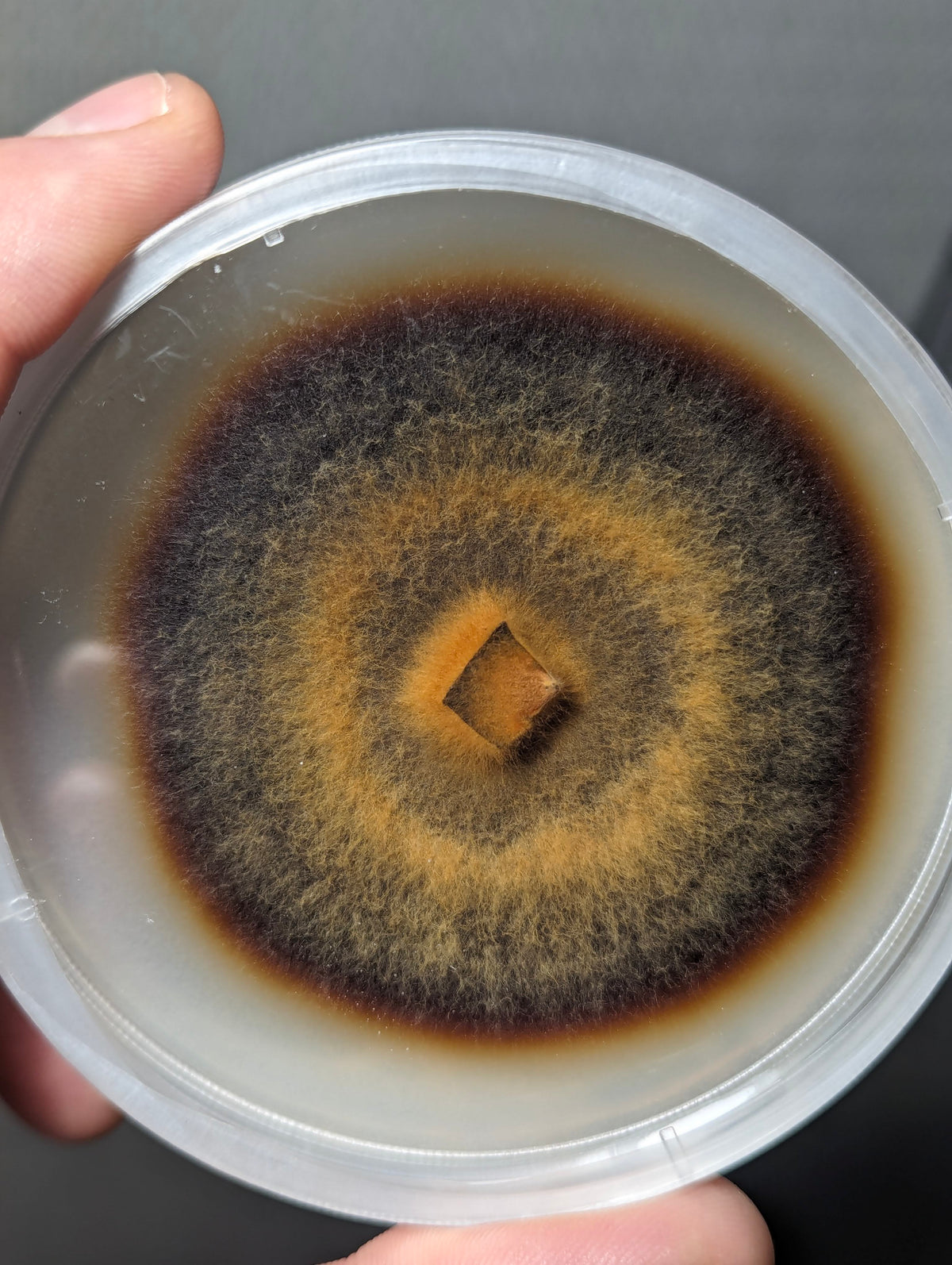 Phellinus everhartii SLANT