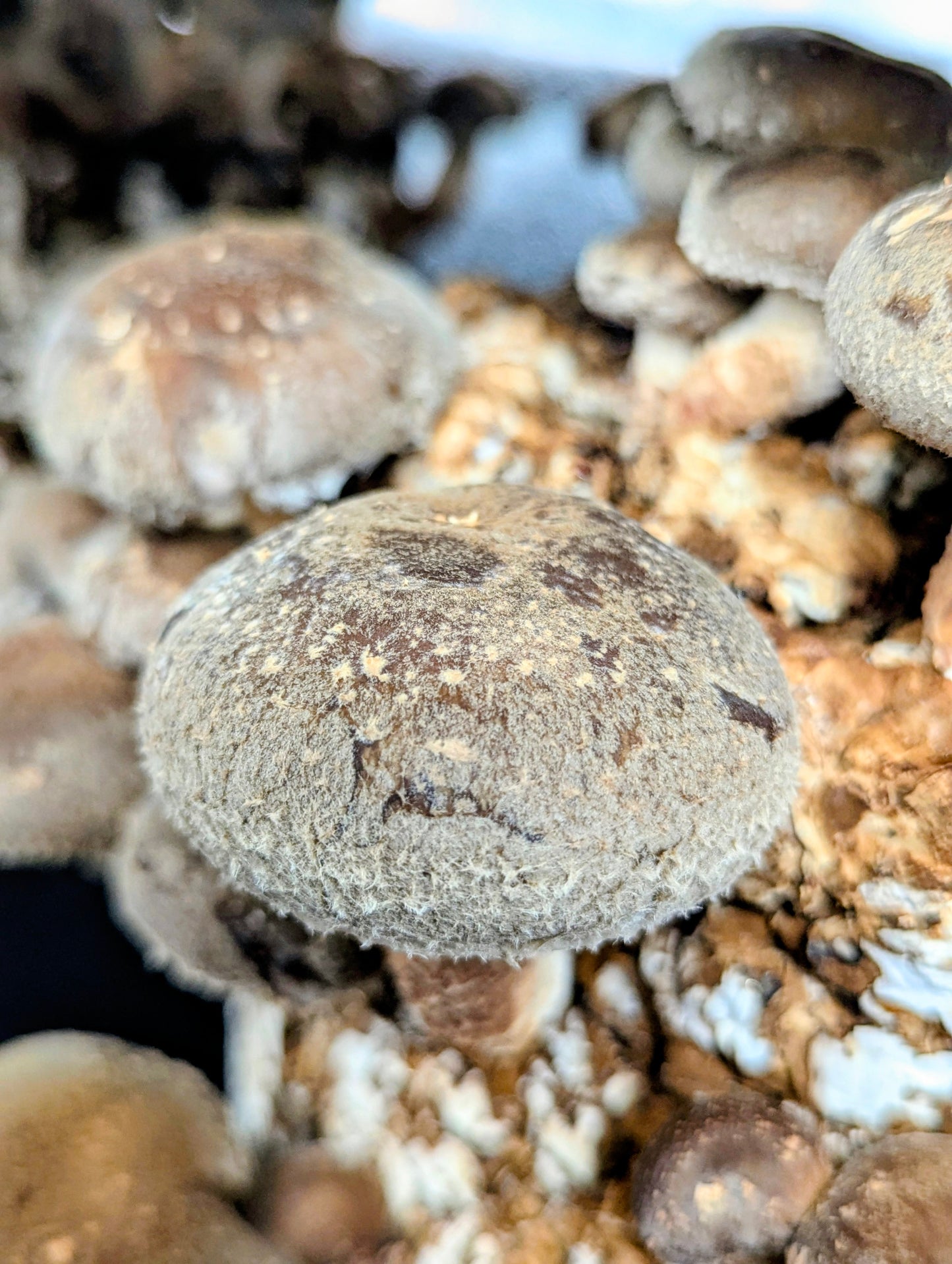 Shiitake 3770 Lentinula edodes | Microscope Sample