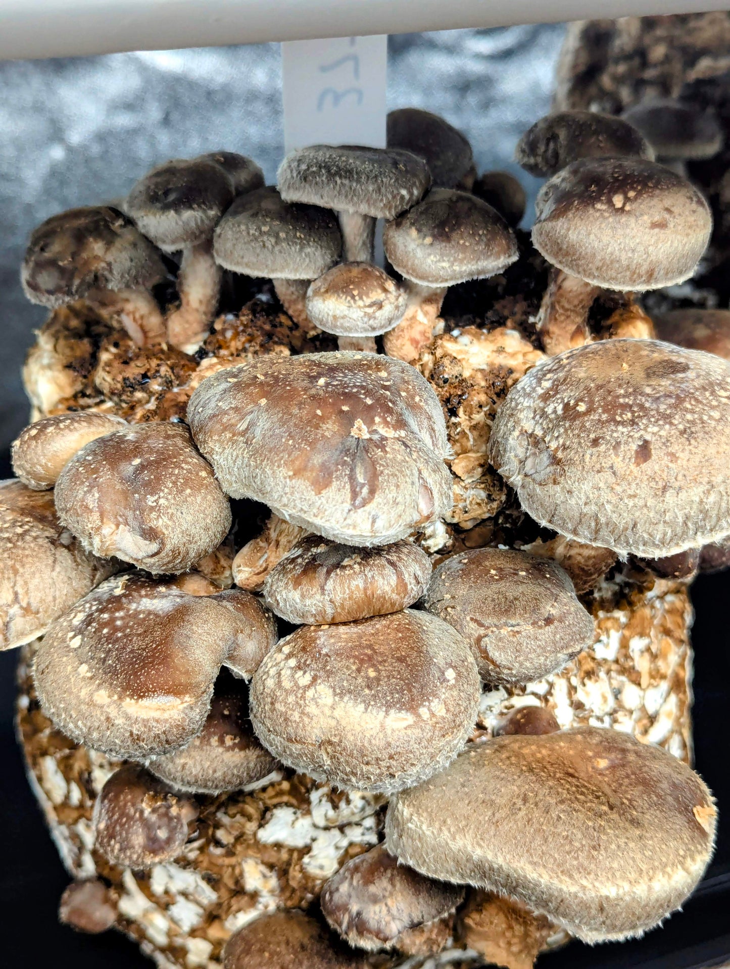 Shiitake 3770 Lentinula edodes | Microscope Sample