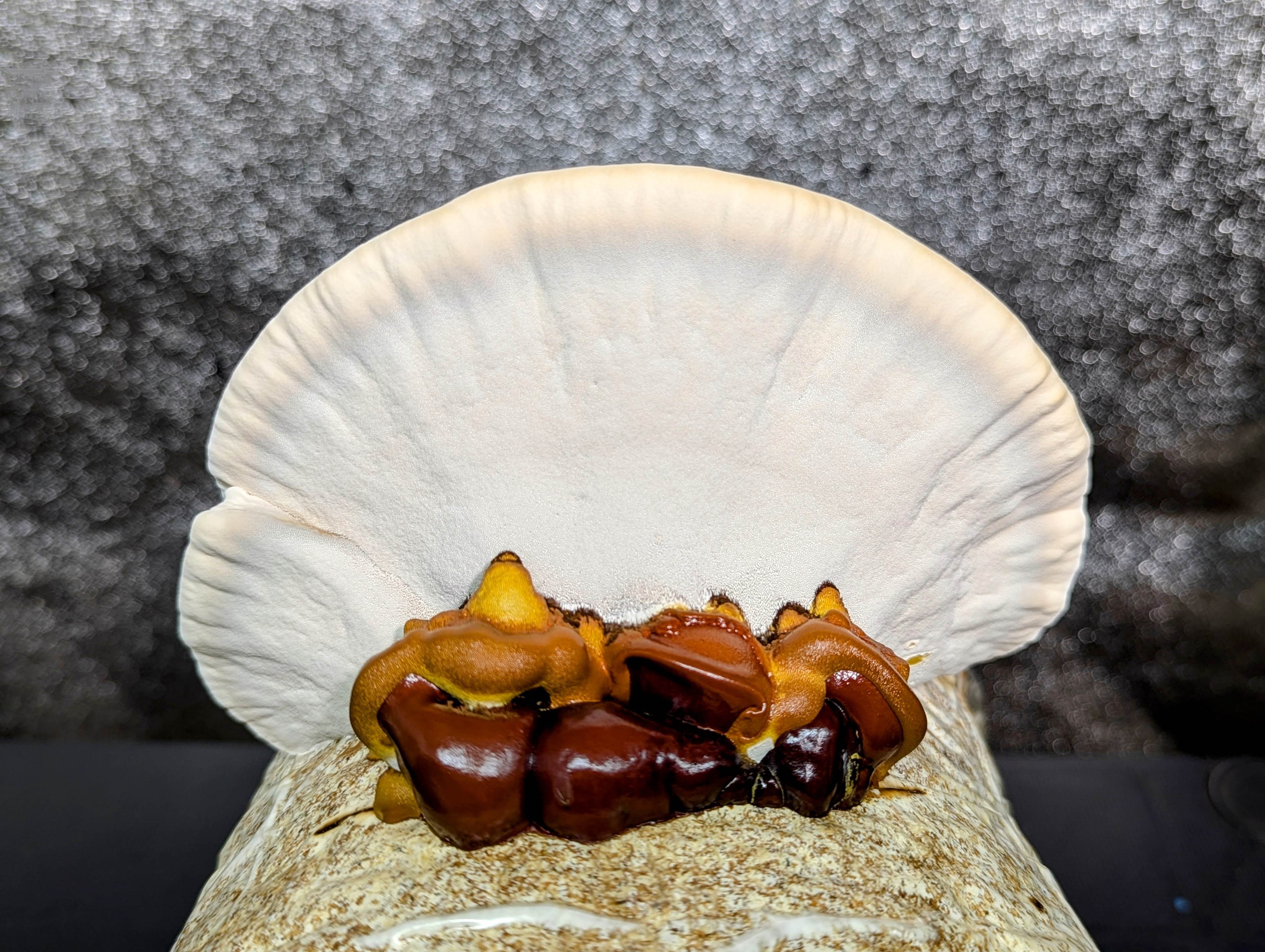 Ganoderma Red Ganoderma sessile Red Reishi – Prime Fungi
