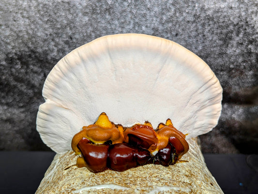 Ganoderma sessile Red Reishi