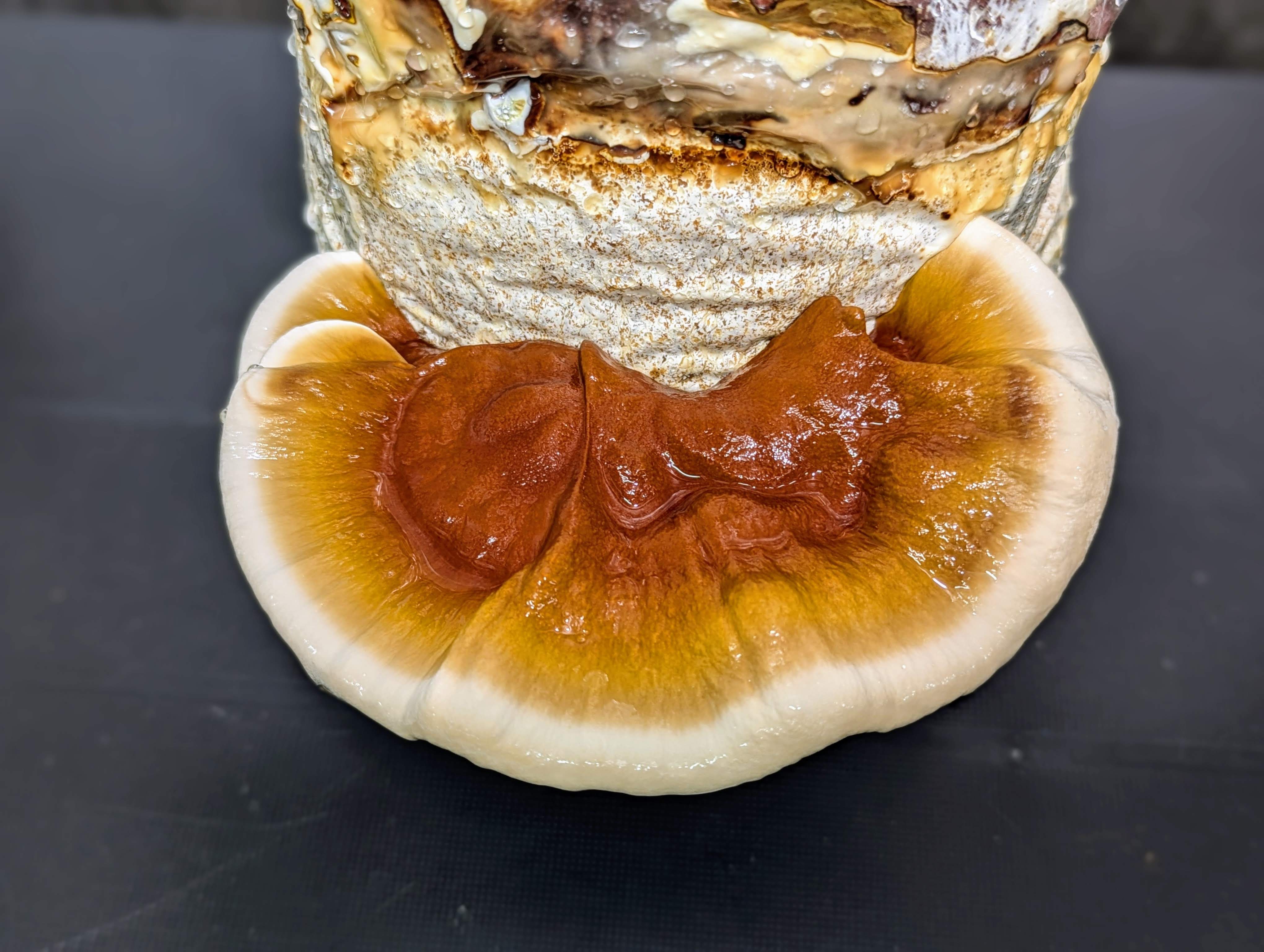 Ganoderma Red Ganoderma sessile Red Reishi | Microscope Sample – Prime Fungi