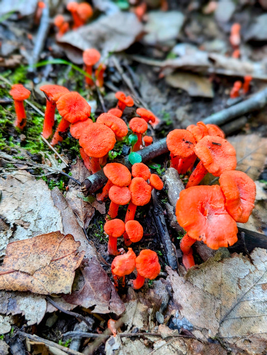 Red Chanterelle Cantharellus cinnabarinus