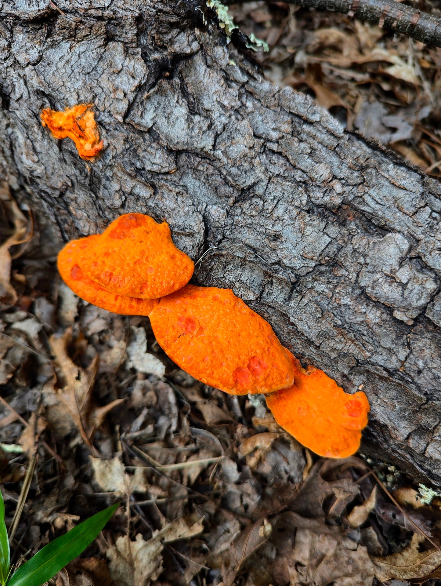 Cinnabar Polypore Trametes cinnabarina