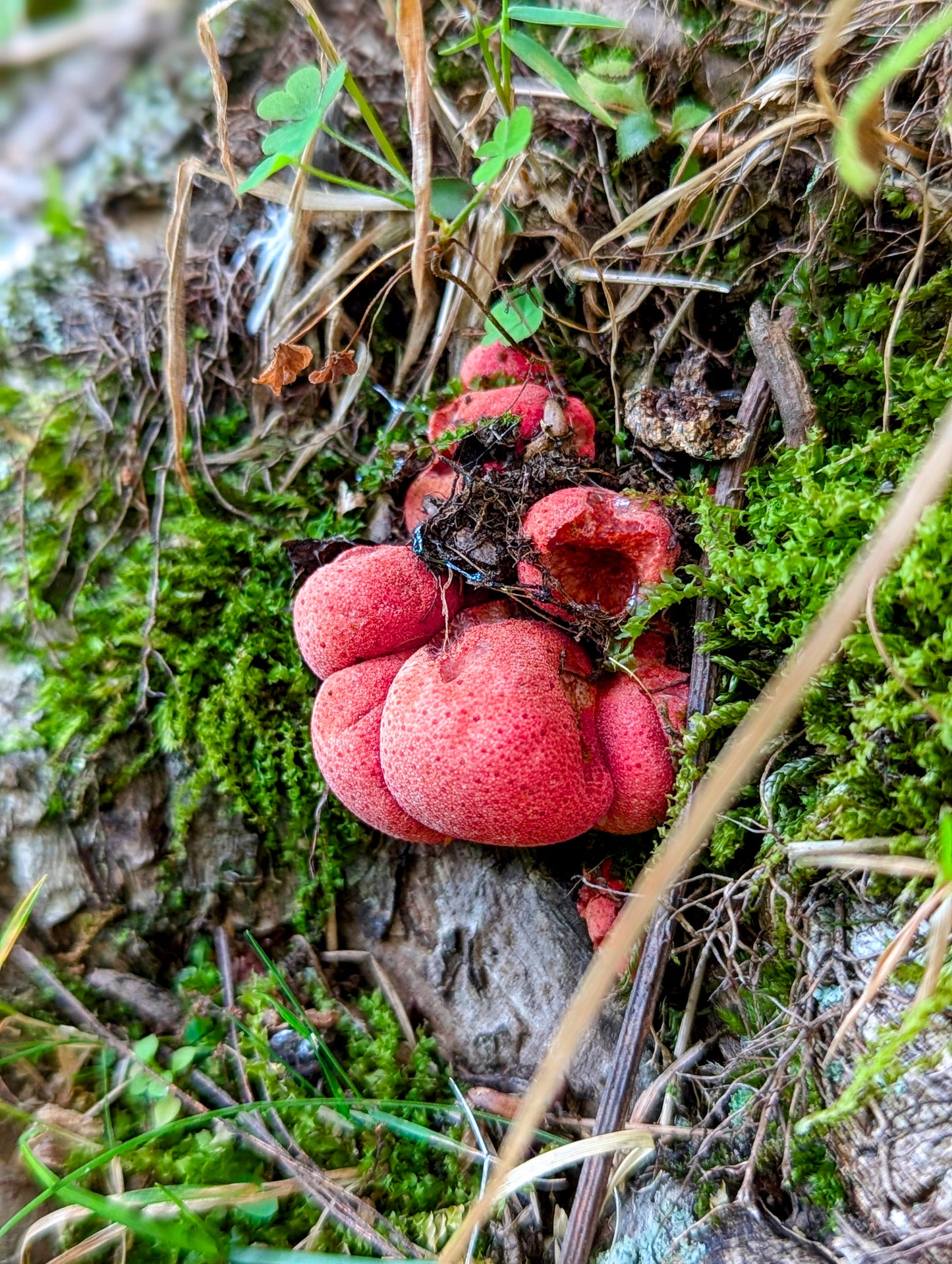 Beefsteak Mushroom Fistulina hepatica