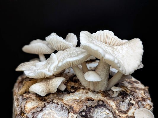 Porcelain Mushroom Oudemansiella canarii
