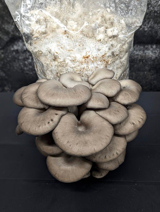 Black Oyster Mushroom Pleurotus ostreatus