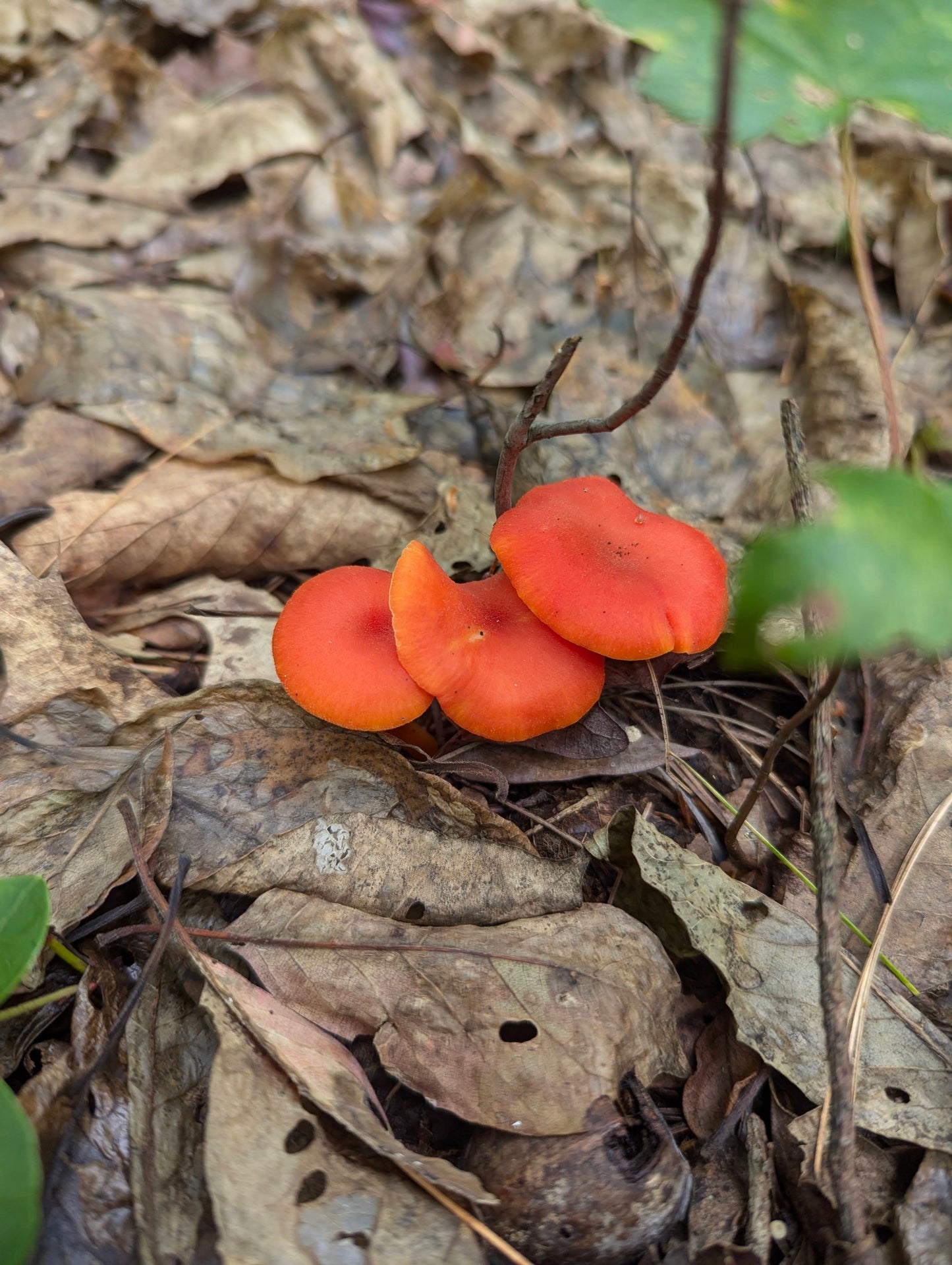 Hygrocybe squamulosa