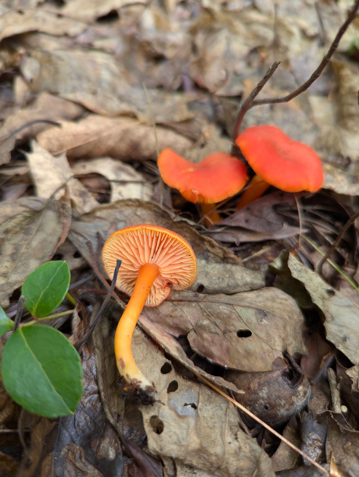Hygrocybe squamulosa