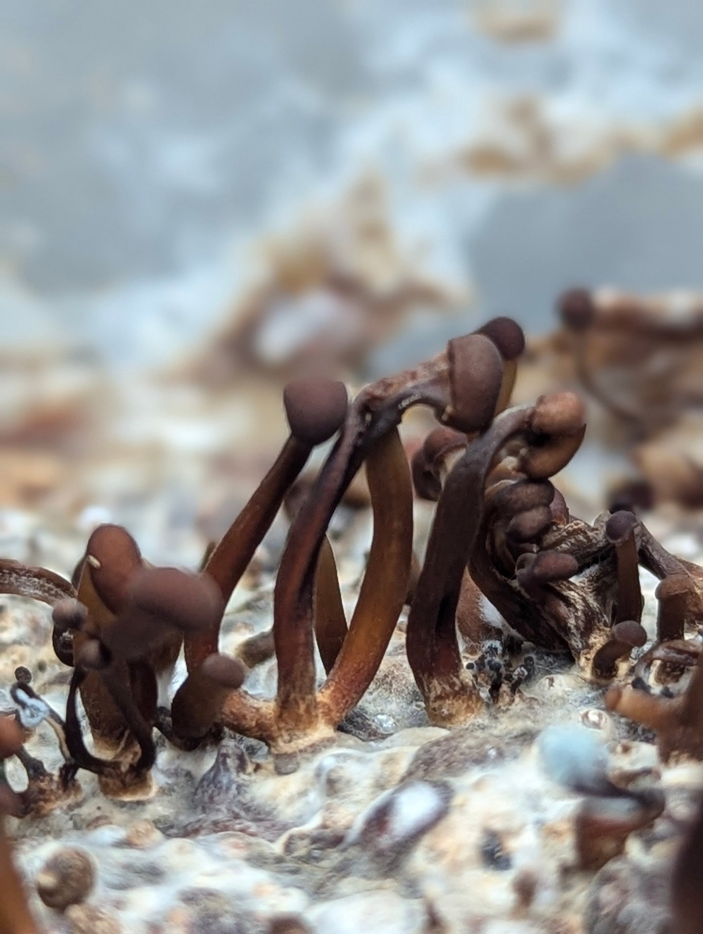Vampire's Bane Mycetinis scorodonius