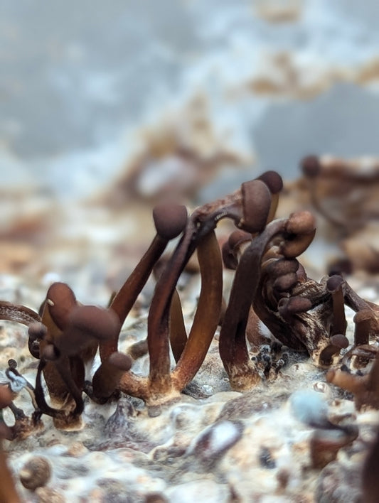 Vampire's Bane Mycetinis scorodonius