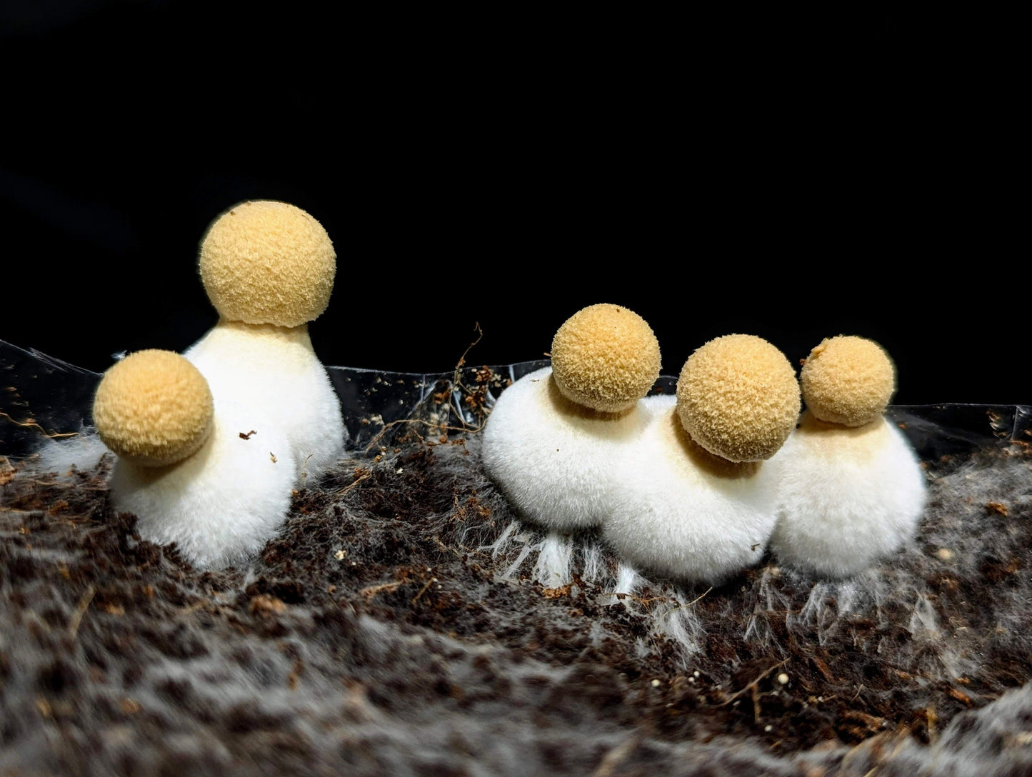 Lace Inkcap Coprinopsis alutaceivelata