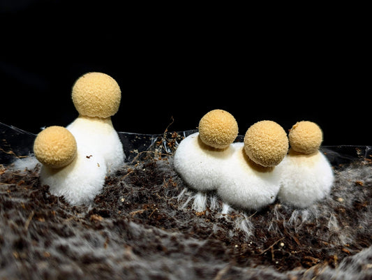 Lace Inkcap Coprinopsis alutaceivelata LC