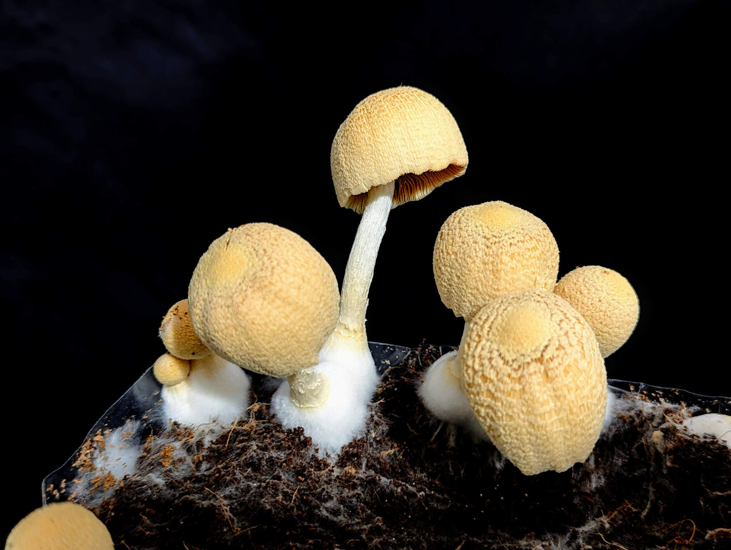 Lace Inkcap Coprinopsis alutaceivelata