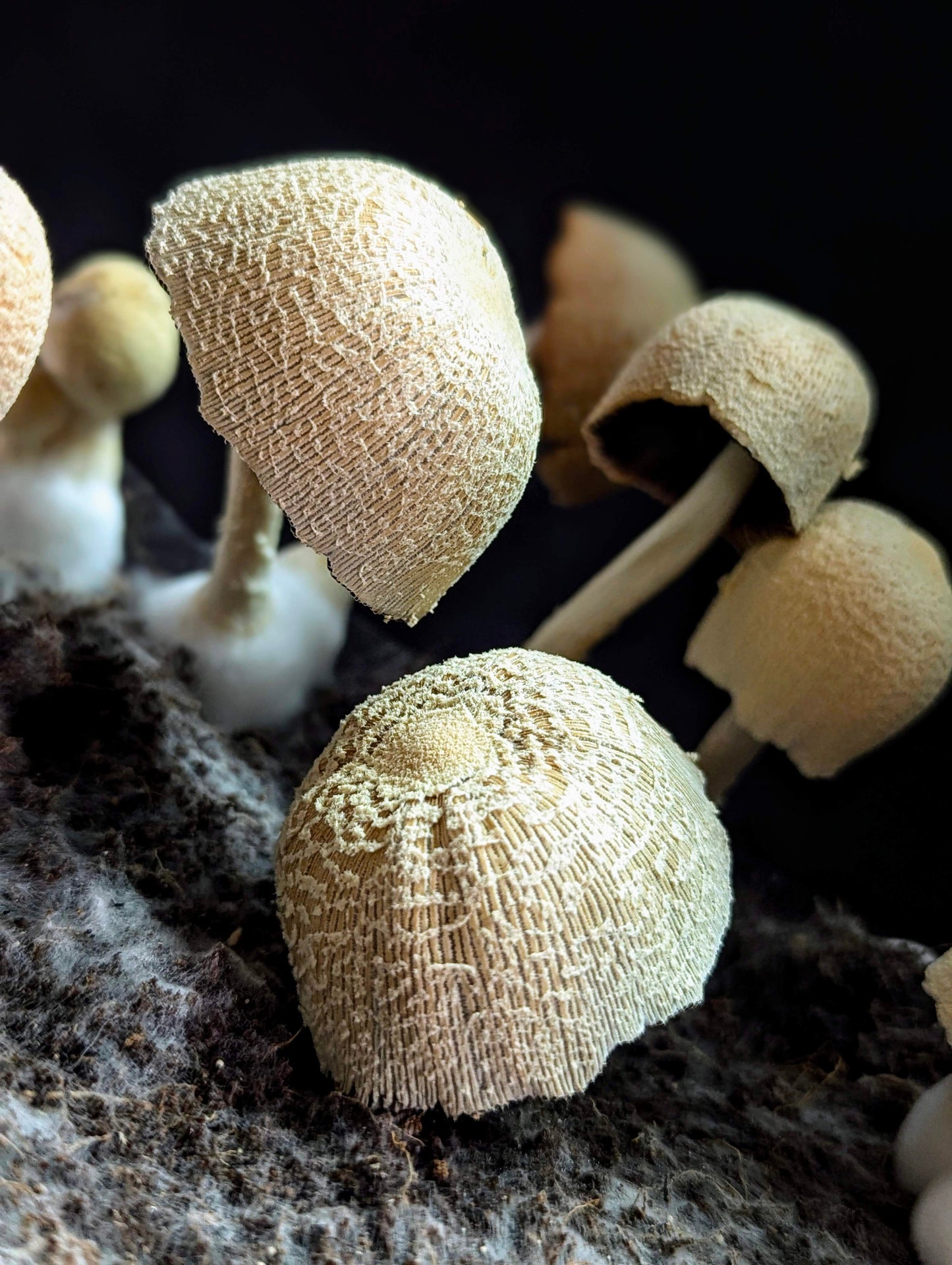 Lace Inkcap Coprinopsis alutaceivelata