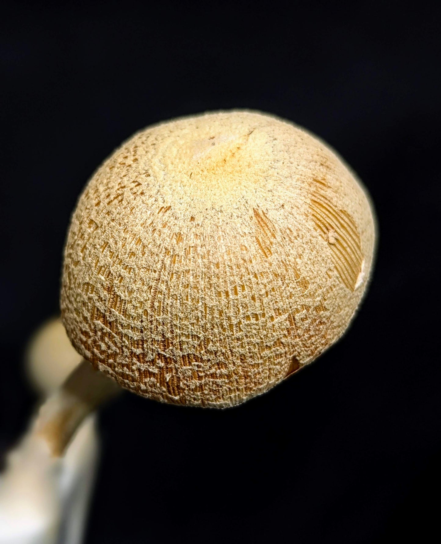Lace Inkcap Coprinopsis alutaceivelata