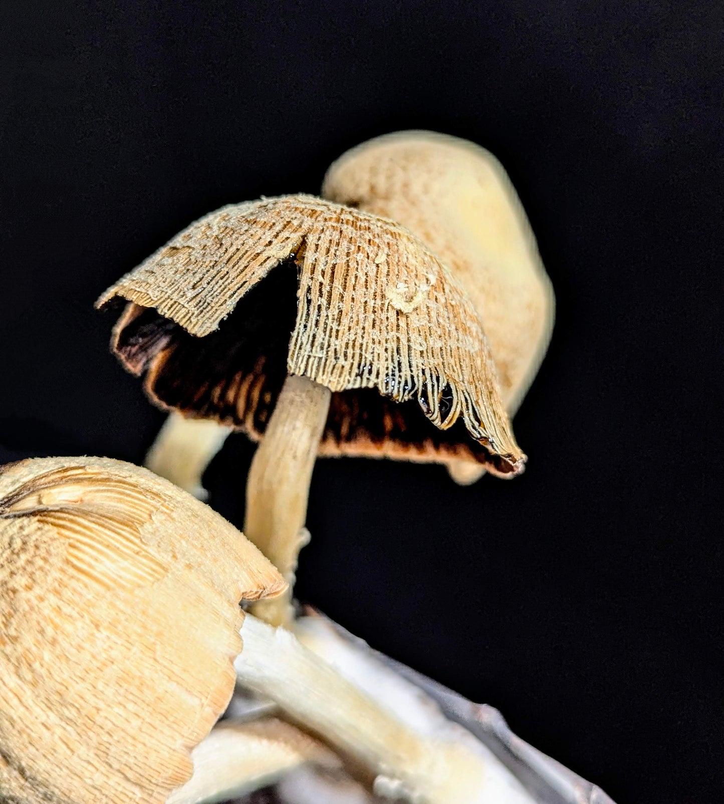 Lace Inkcap Coprinopsis alutaceivelata