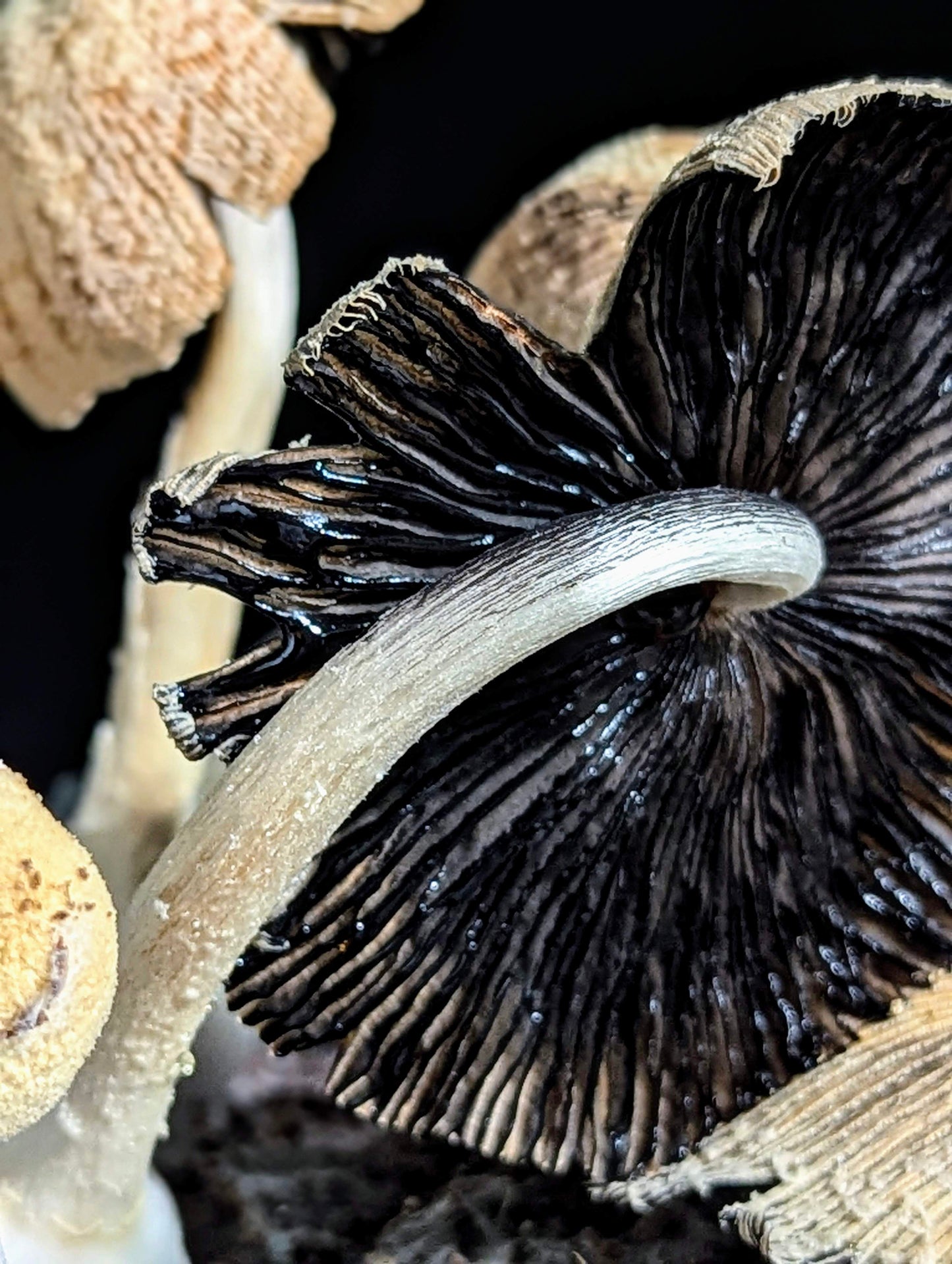 Lace Inkcap Coprinopsis alutaceivelata
