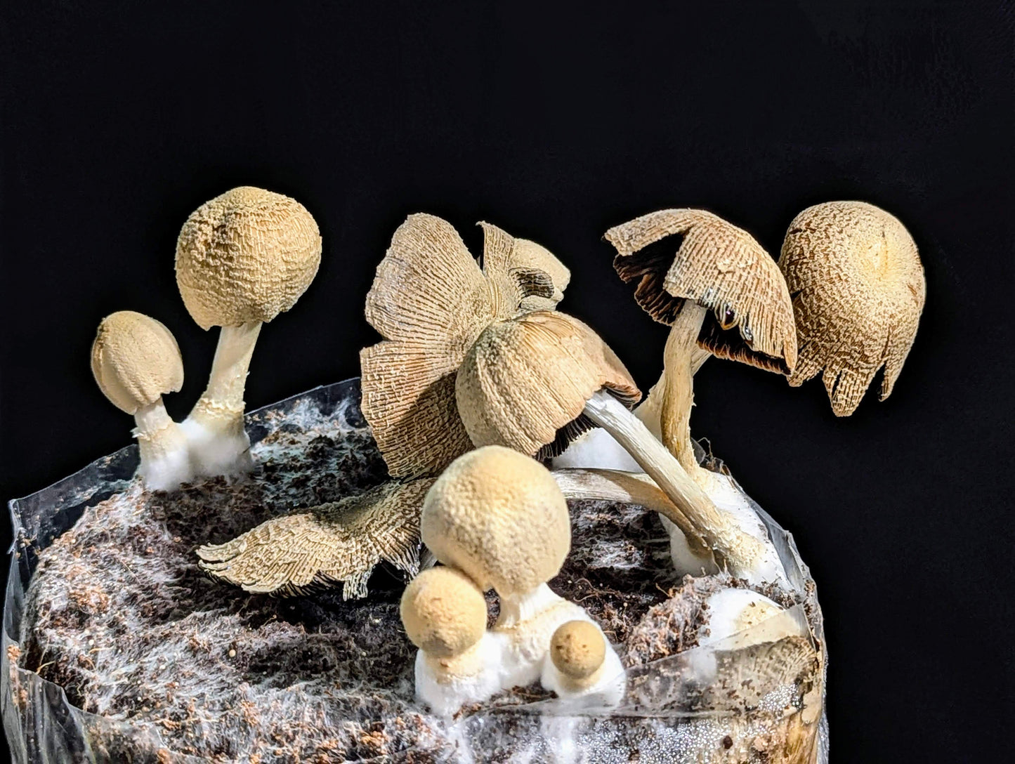 Lace Inkcap Coprinopsis alutaceivelata