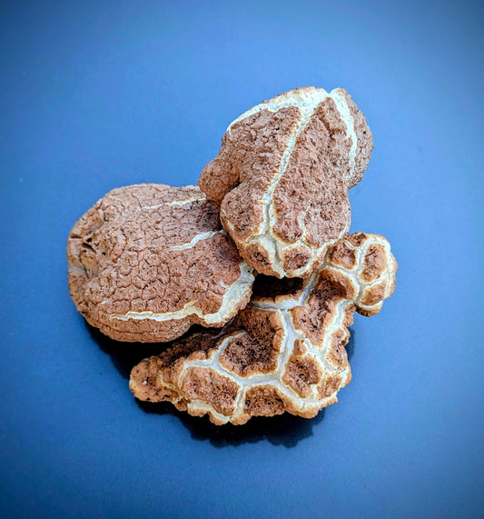 Tiger Milk Mushroom Extract