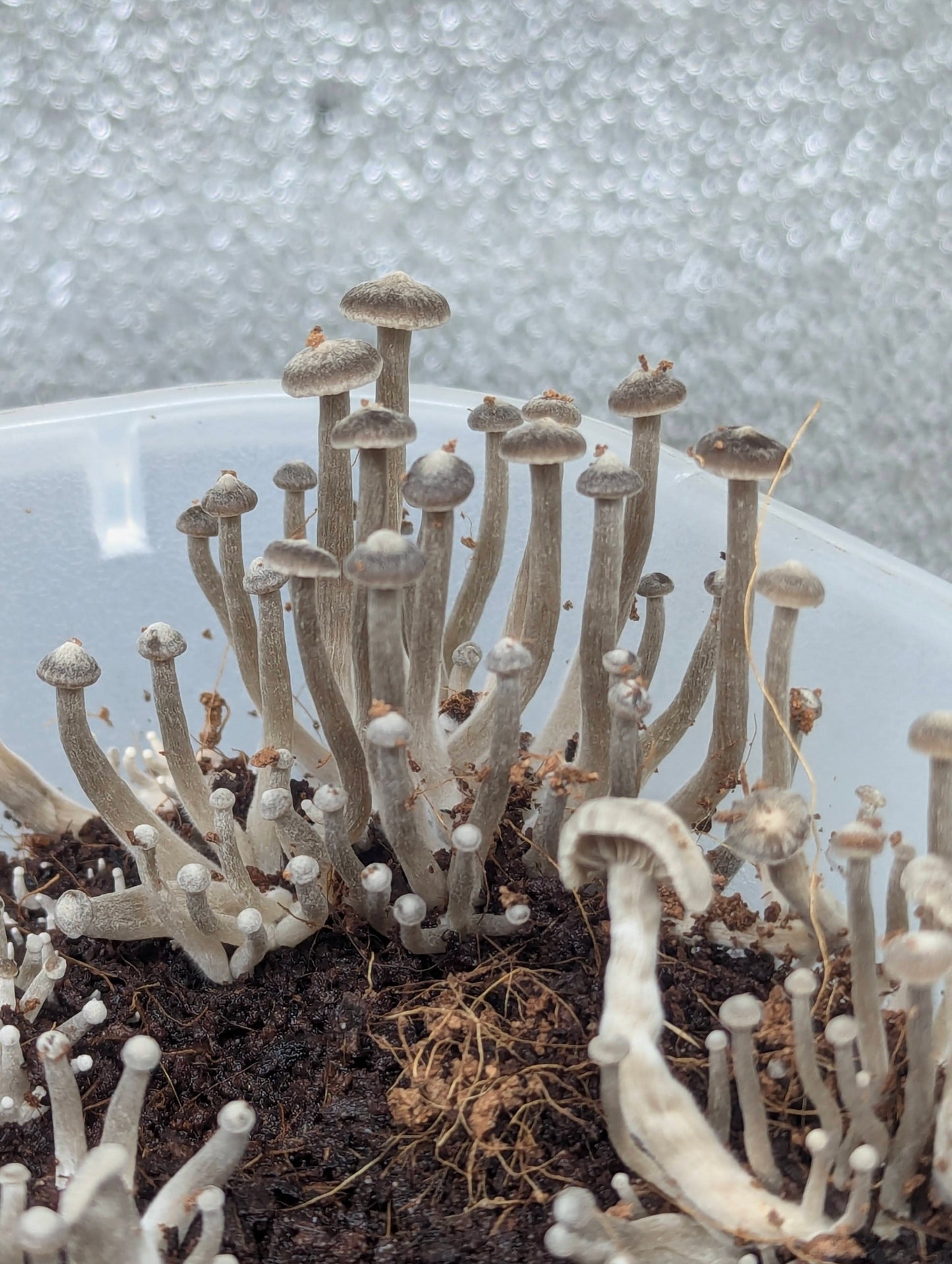 Lyophyllum ambustum