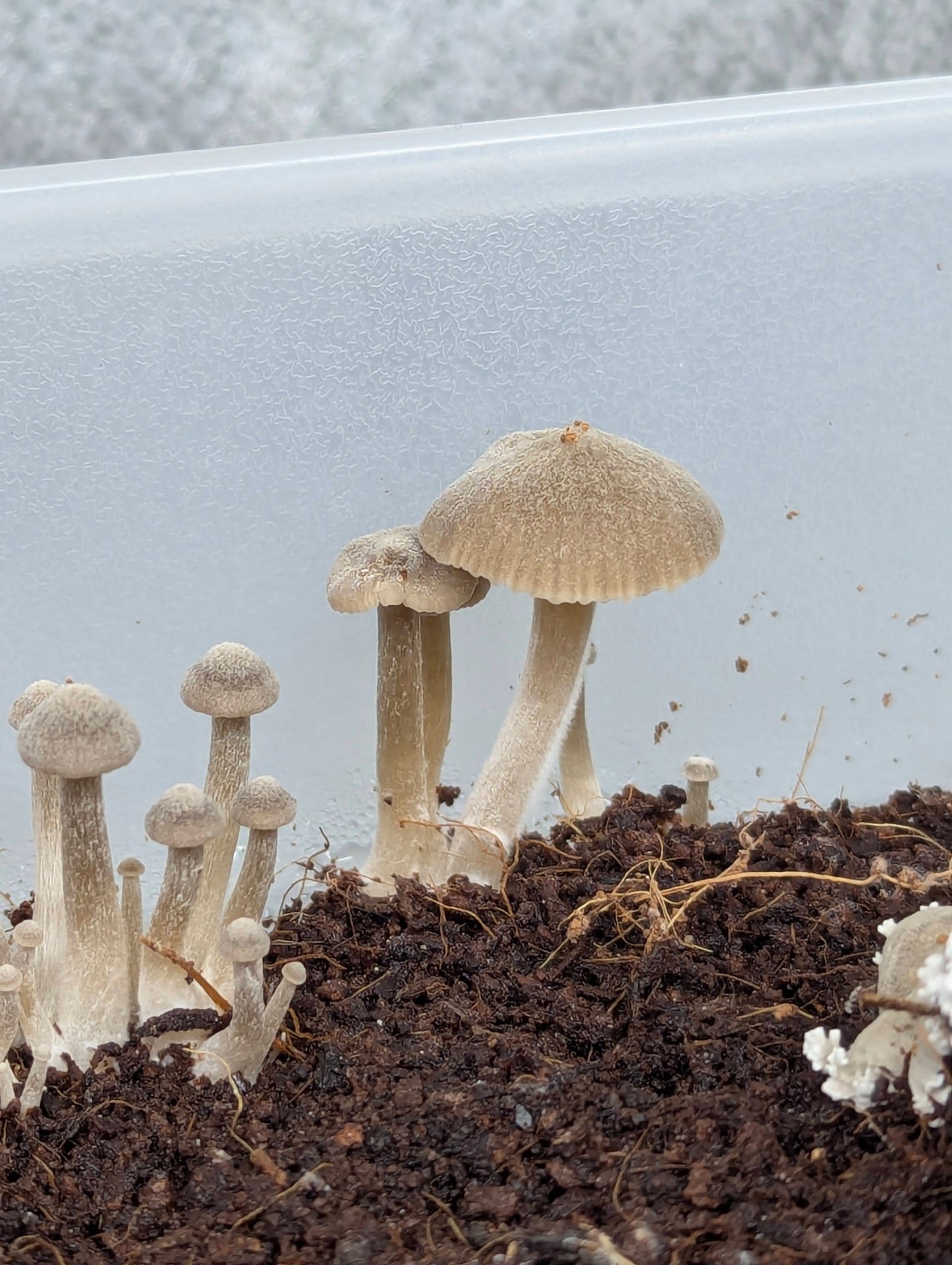 Lyophyllum ambustum