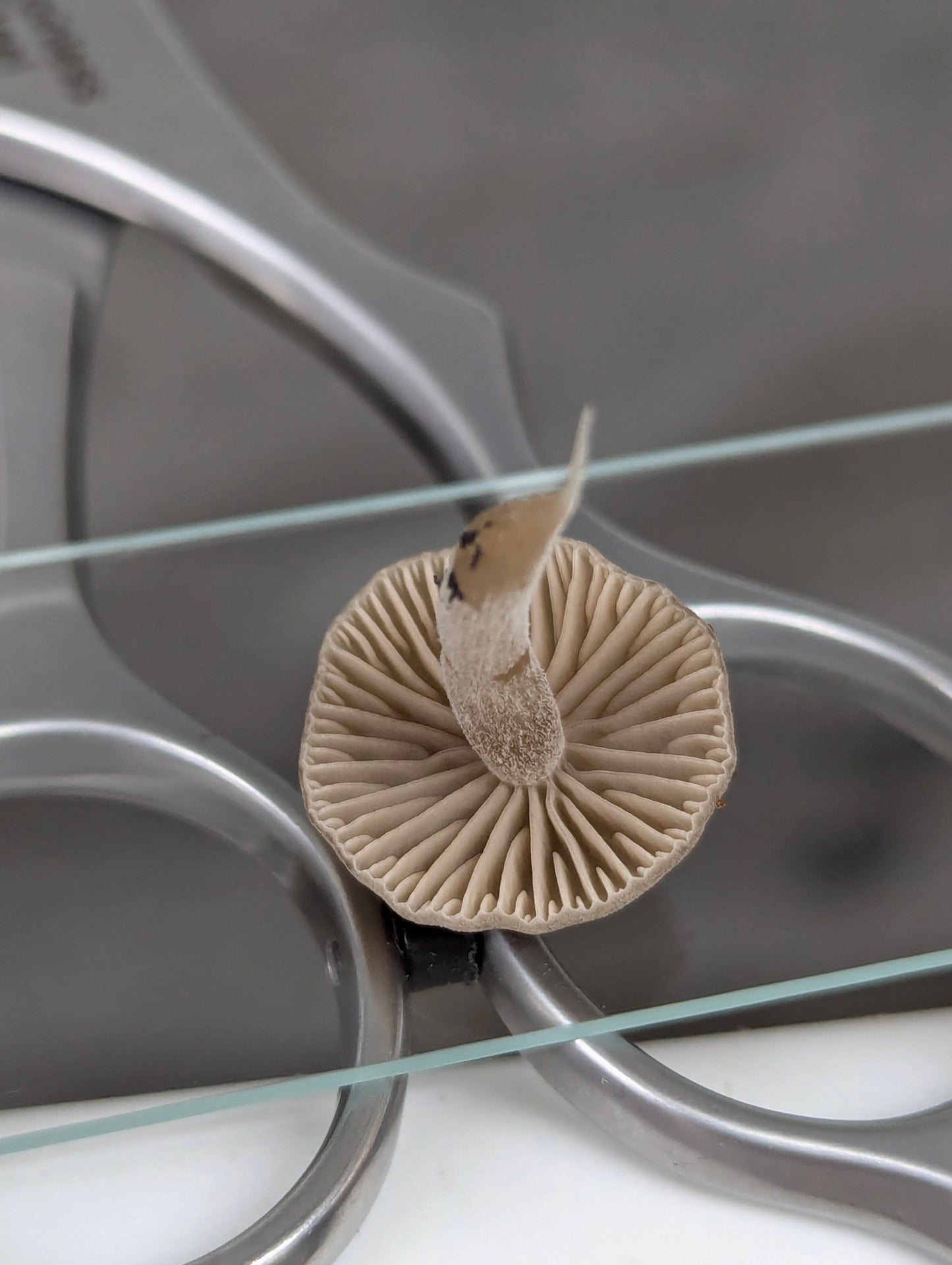 Lyophyllum ambustum