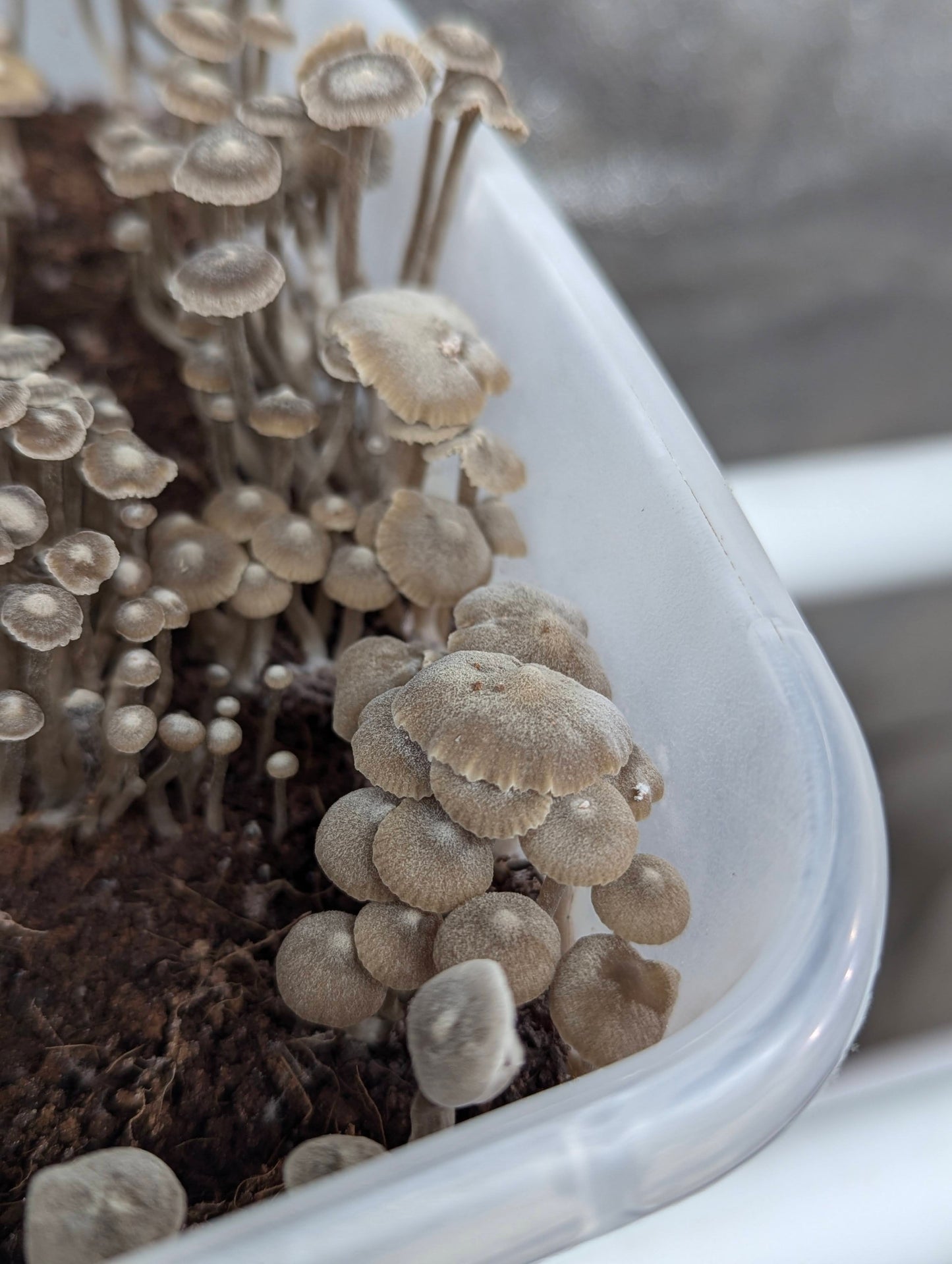 Lyophyllum ambustum