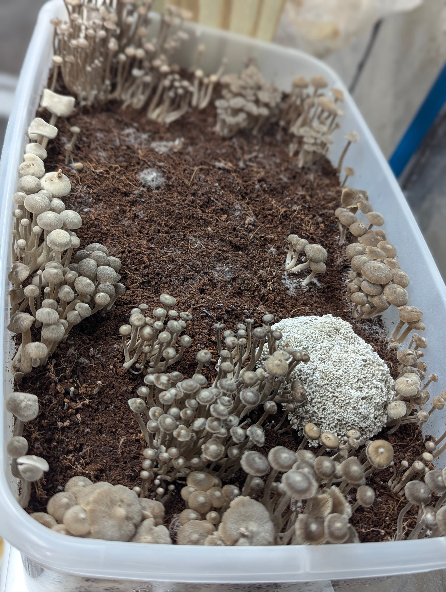 Lyophyllum ambustum