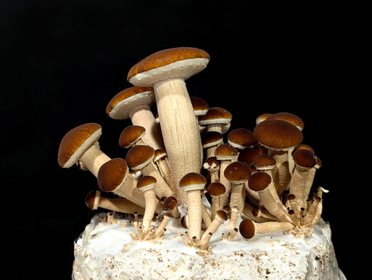 Black Poplar Mushroom Cyclocybe aegerita