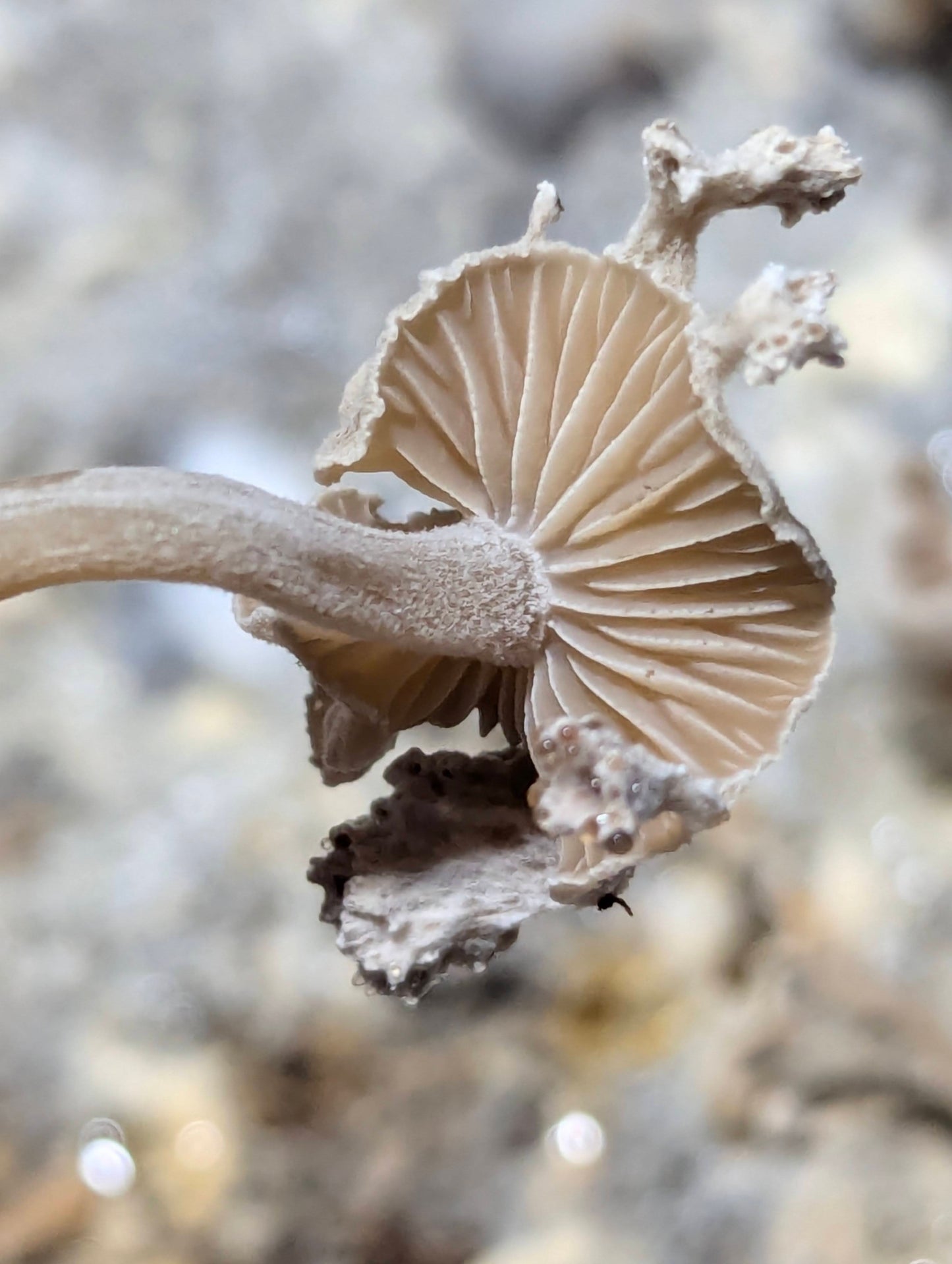 Lyophyllum ambustum