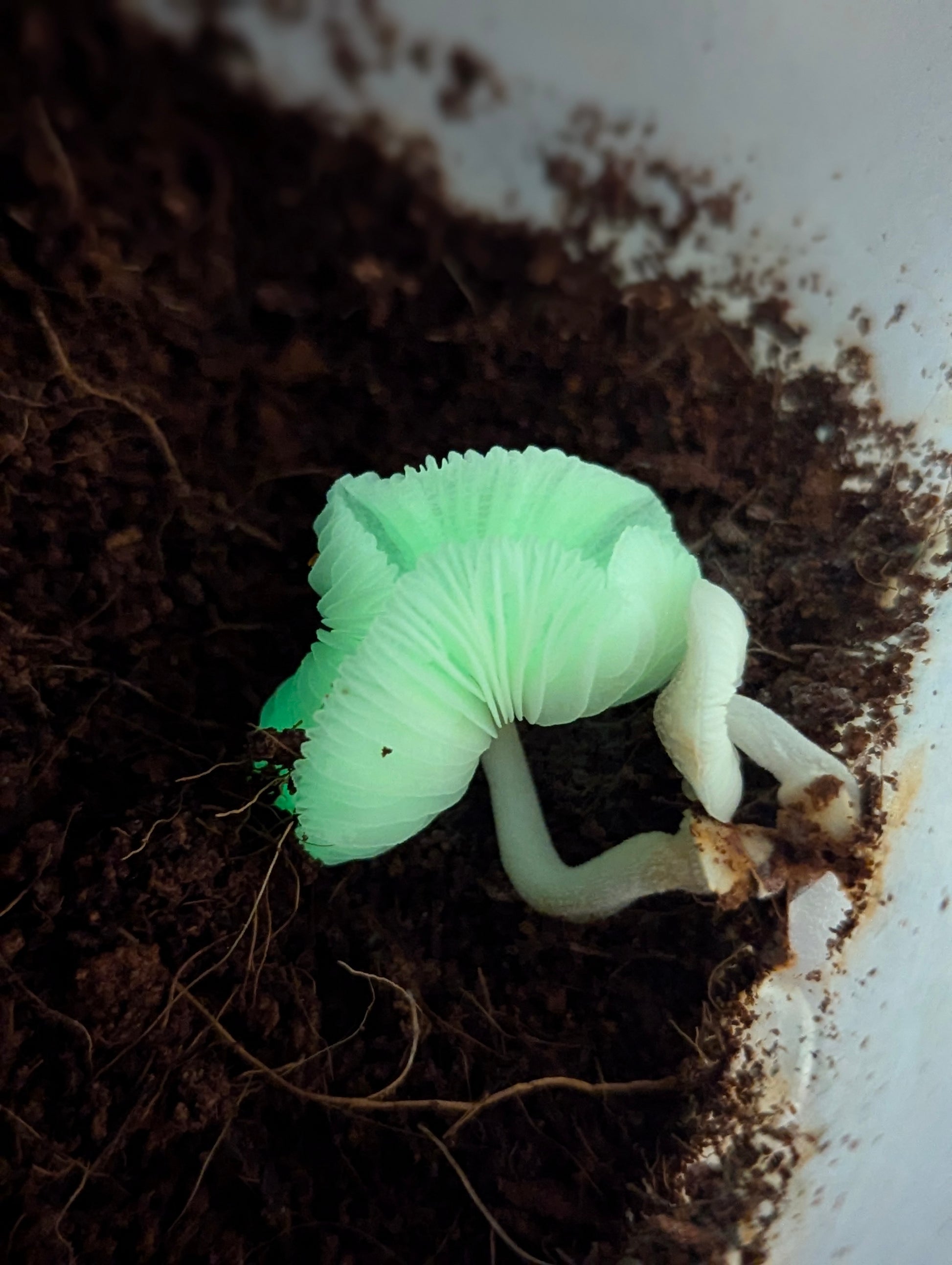 light green mushroom growing in my plant Mycena chlorophos Green Pepe bioluminescent mushroom species – Prime Fungi