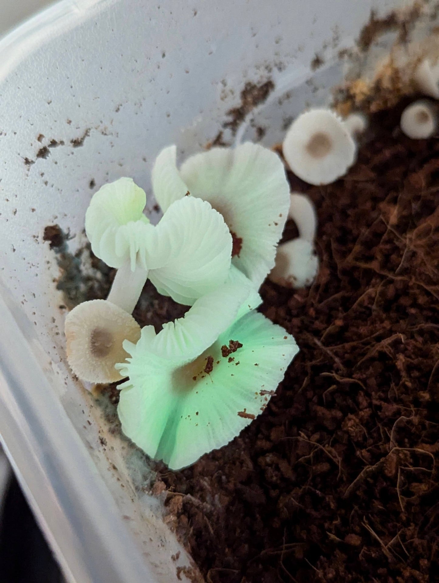 light green mushroom growing in my plant Mycena chlorophos Green Pepe bioluminescent mushroom species – Prime Fungi