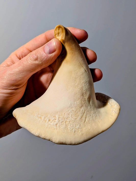 Tuberous Polypore Polyporus tuberaster LC