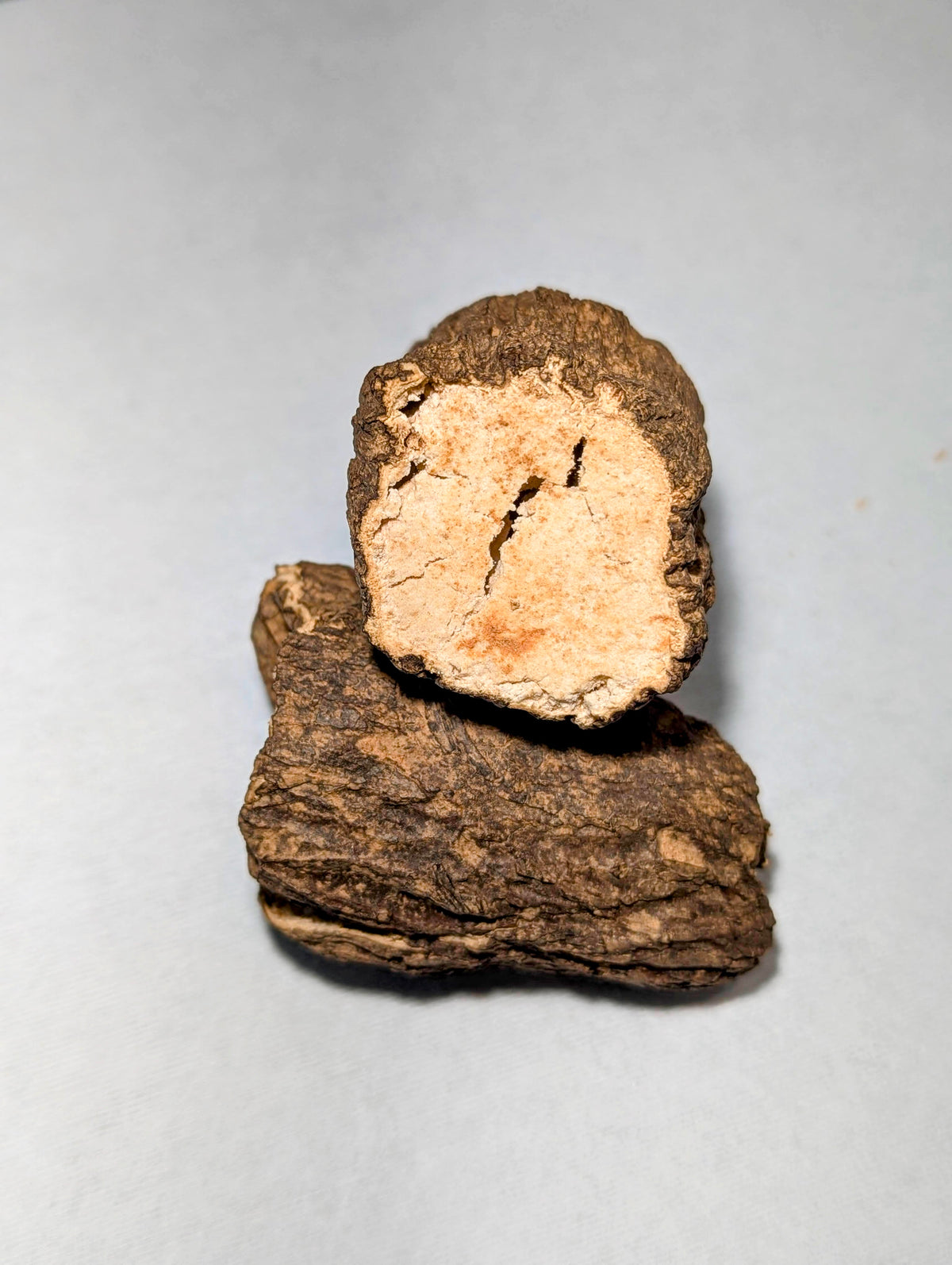 China Root Fu Ling Wolfiporia extensa (syn. Poria cocos) SLANT
