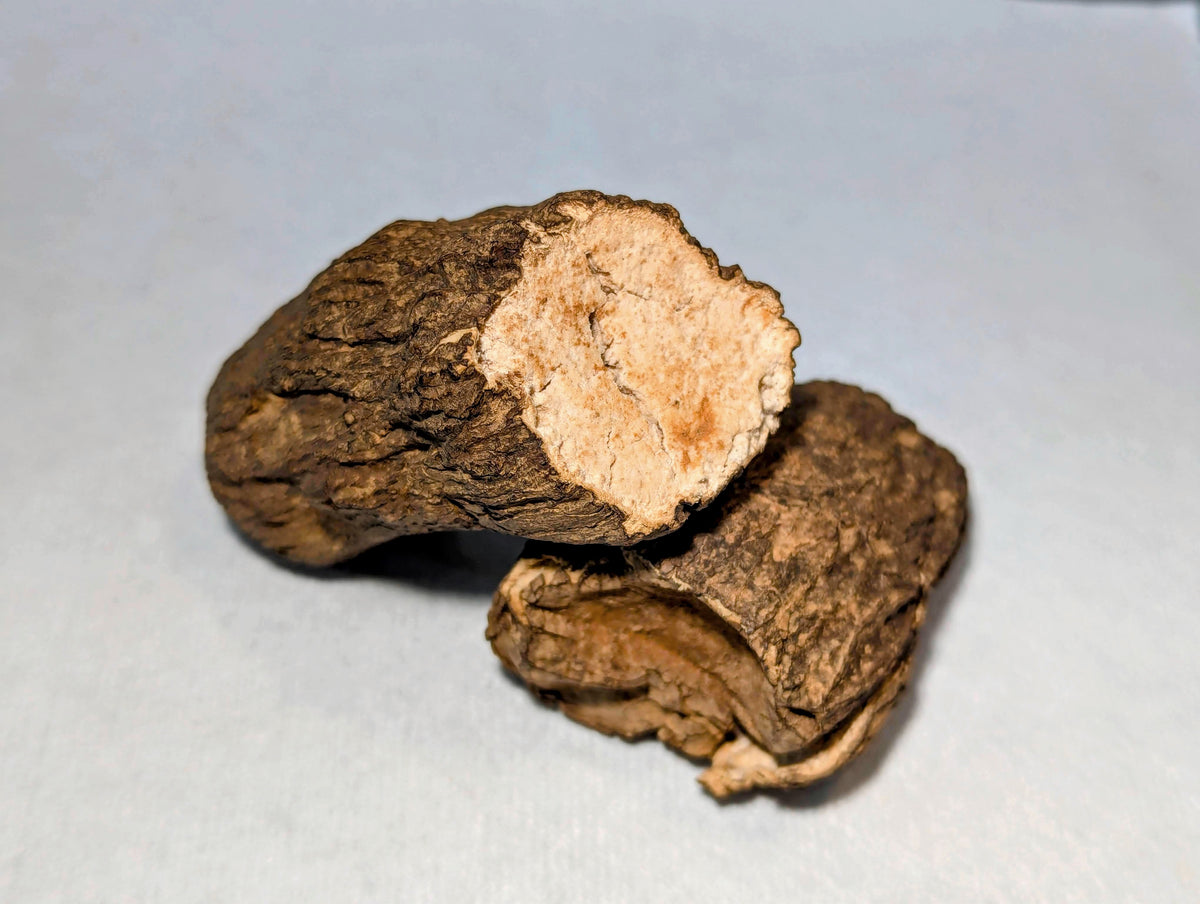 China Root Fu Ling Wolfiporia extensa (syn. Poria cocos) SLANT