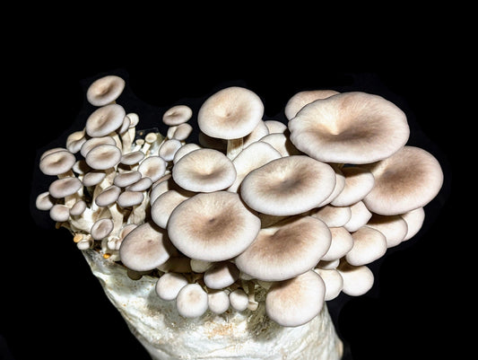 Black Oyster C5 Mushroom Pleurotus ostreatus