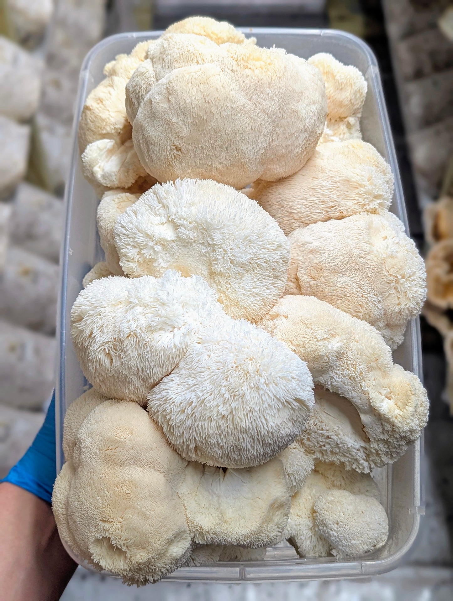 Dried Lion's Mane Mushrooms