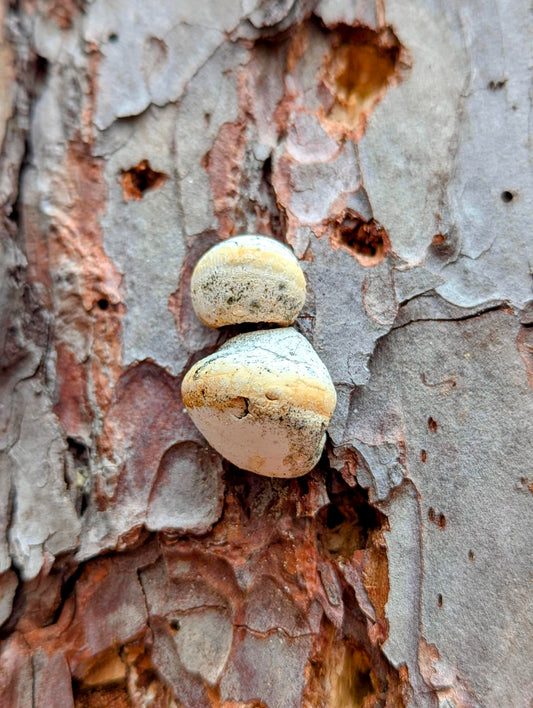 Veiled polypore Cryptoporus volvatus