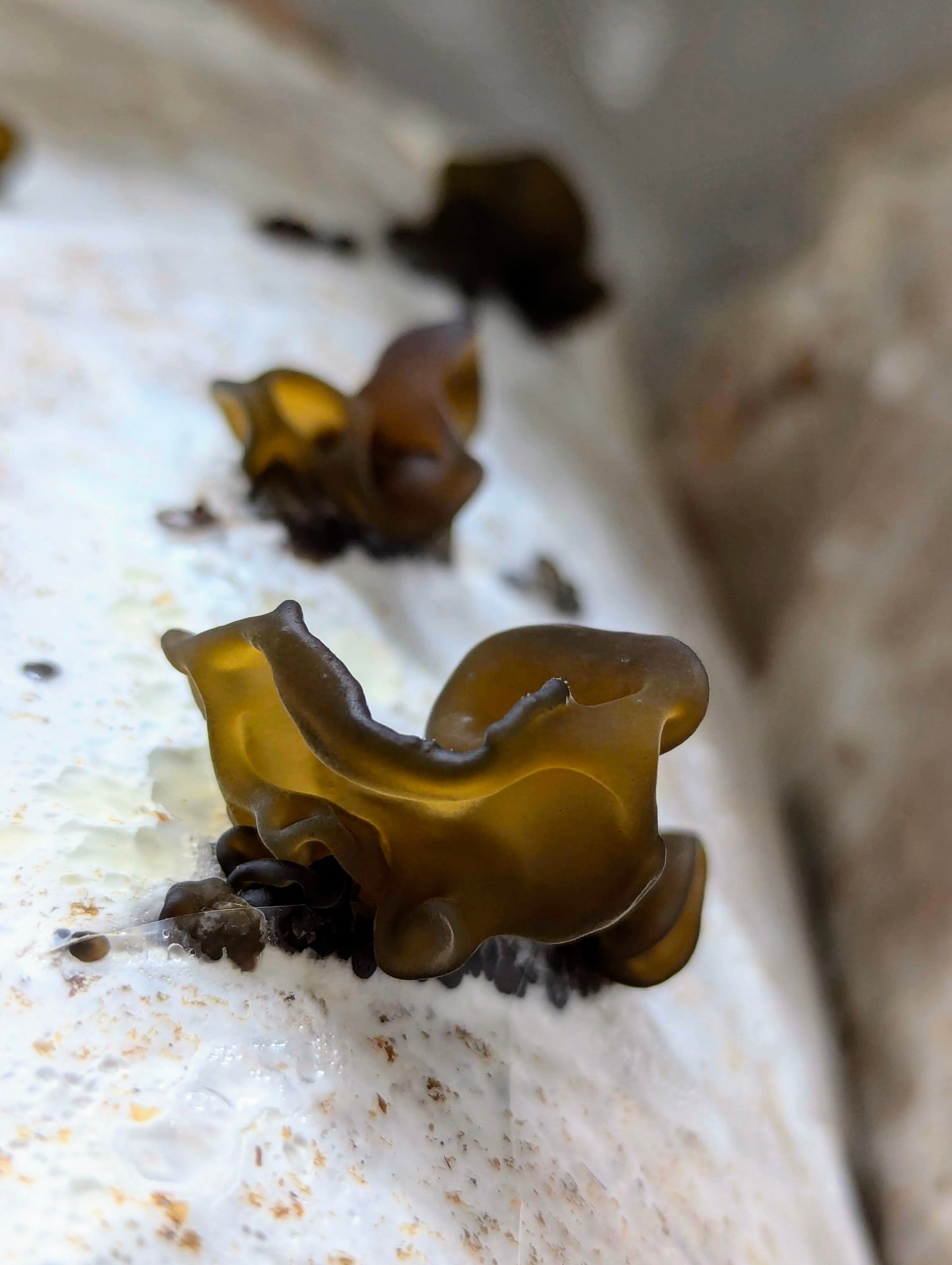 Black Wood Ear C3 Auricularia heimuer sensu lato