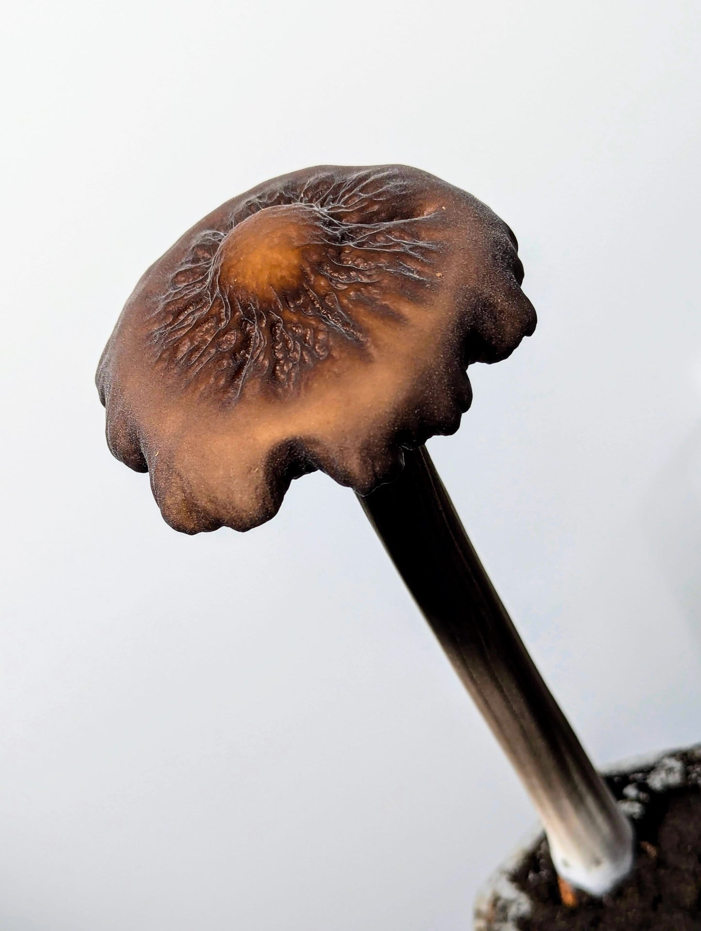 Black Termite Mushroom Oudemansiella raphanipes