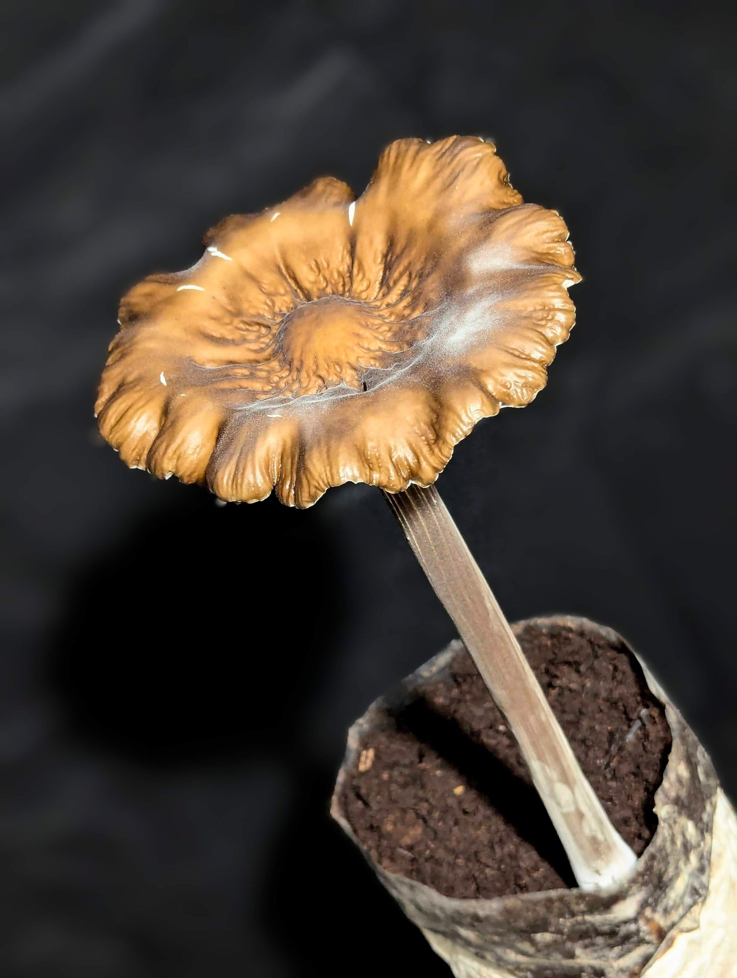 Black Termite Mushroom Oudemansiella raphanipes